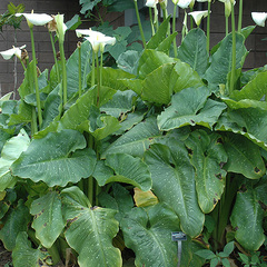 Zantedeschia hercules