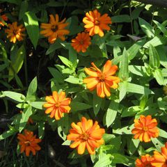 Zinnia marylandica