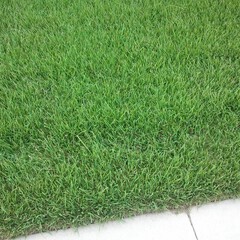 Zoysia palisades