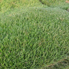 Zoysia zeon